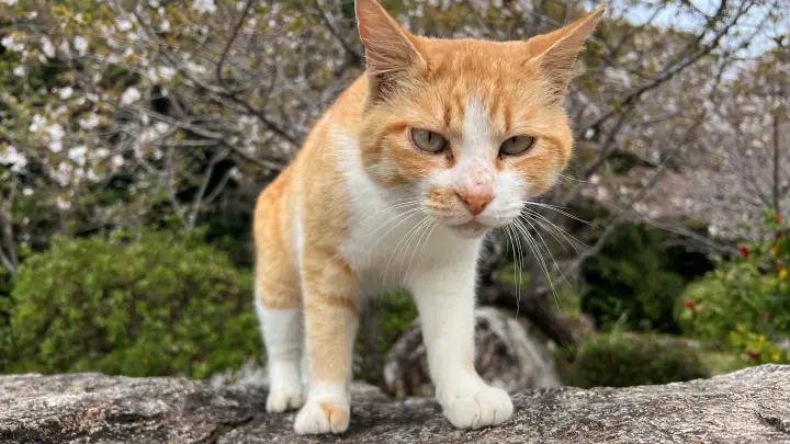 【高知・南国】琴平神社はペットと行ける桜の名所 トラちゃんと出会った思い出の場所で19回目のお花見