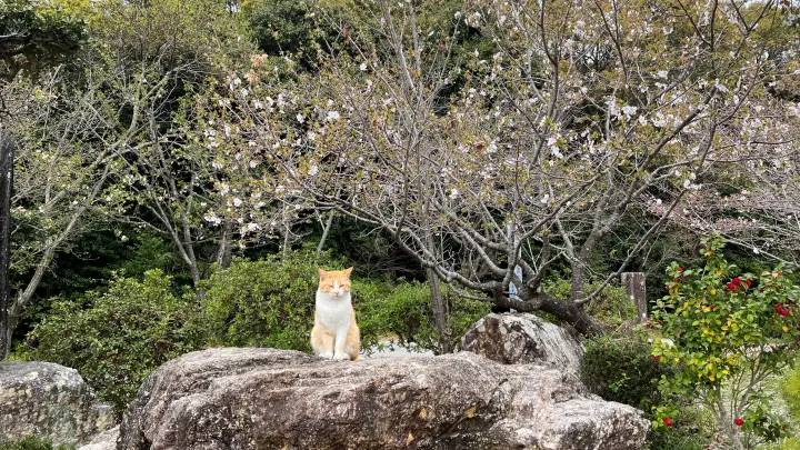 【高知・南国】琴平神社はペットと行ける桜の名所 トラちゃんと出会った思い出の場所で19回目のお花見
