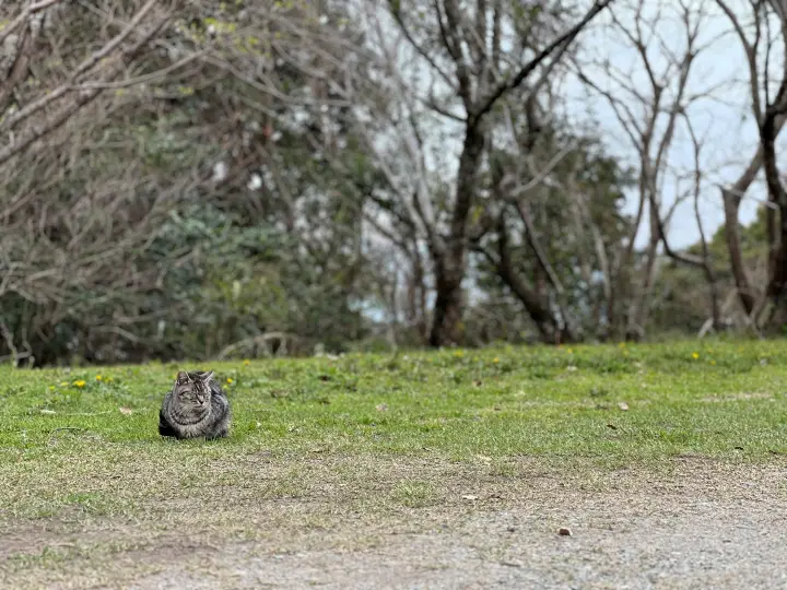 【高知・南国】琴平神社はペットと行ける桜の名所 トラちゃんと出会った思い出の場所で19回目のお花見