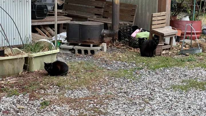 【高知・南国】琴平神社はペットと行ける桜の名所 トラちゃんと出会った思い出の場所で19回目のお花見
