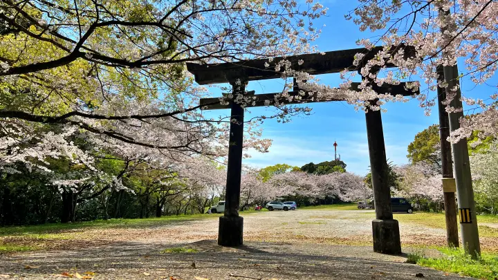 【高知・南国】琴平神社はペットと行ける桜の名所 トラちゃんと出会った思い出の場所で19回目のお花見