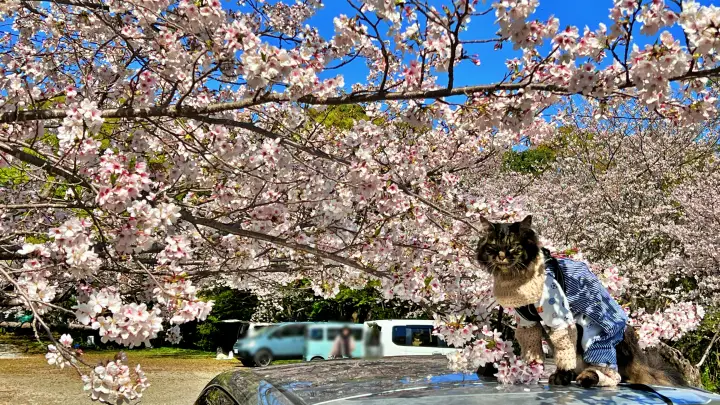 【高知・南国】琴平神社はペットと行ける桜の名所 トラちゃんと出会った思い出の場所で19回目のお花見