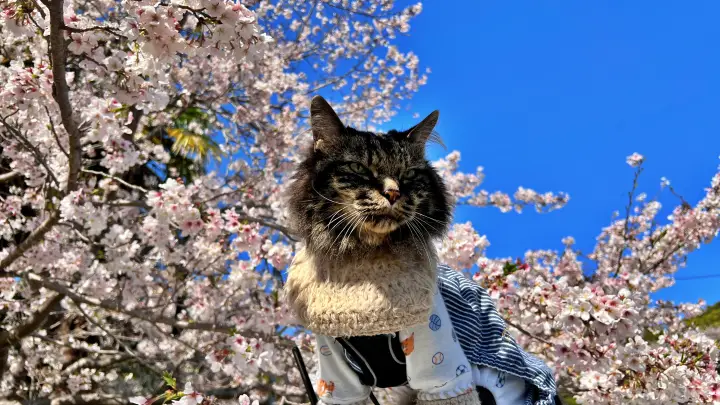 【高知・南国】琴平神社はペットと行ける桜の名所 トラちゃんと出会った思い出の場所で19回目のお花見