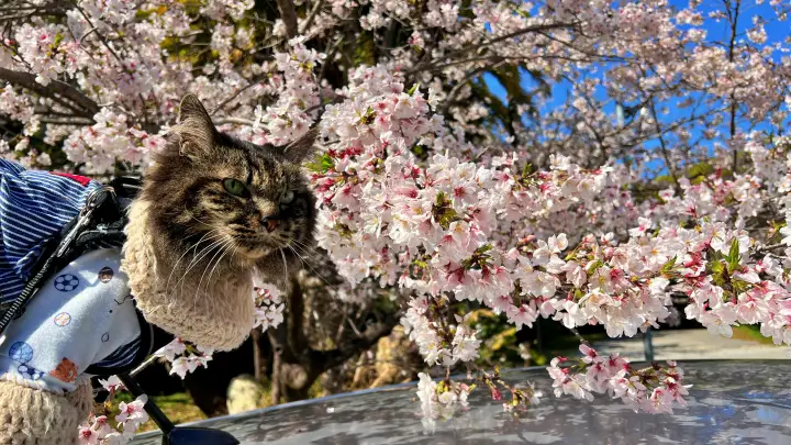 【高知・南国】琴平神社はペットと行ける桜の名所 トラちゃんと出会った思い出の場所で19回目のお花見