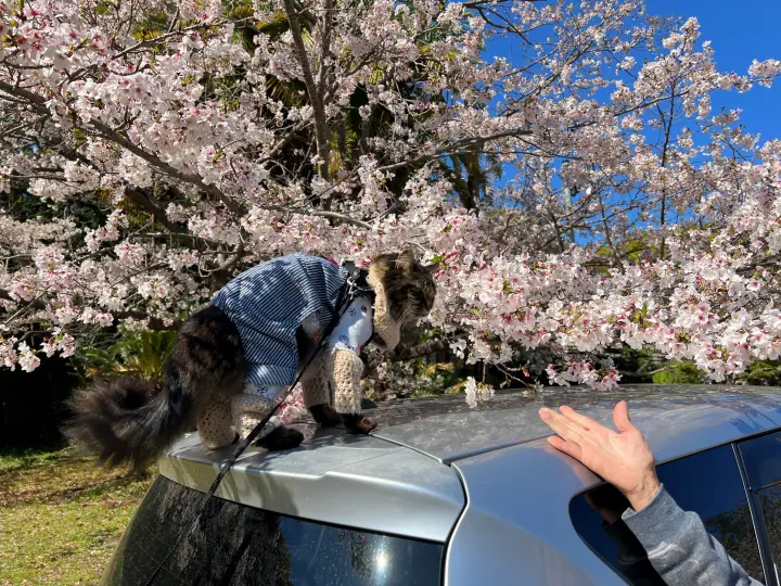 【高知・南国】琴平神社はペットと行ける桜の名所 トラちゃんと出会った思い出の場所で19回目のお花見
