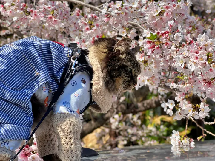 【高知・南国】琴平神社はペットと行ける桜の名所 トラちゃんと出会った思い出の場所で19回目のお花見