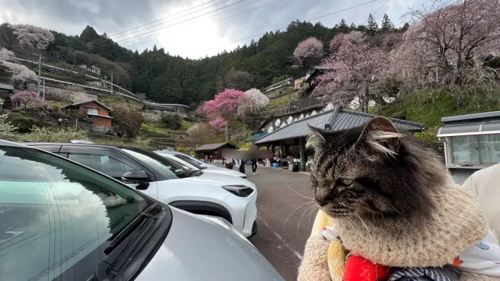 【高知・仁淀川町】中越家のしだれ桜を見頃に愛猫と満喫！駐車場・アクセスとペット連れお花見の注意点