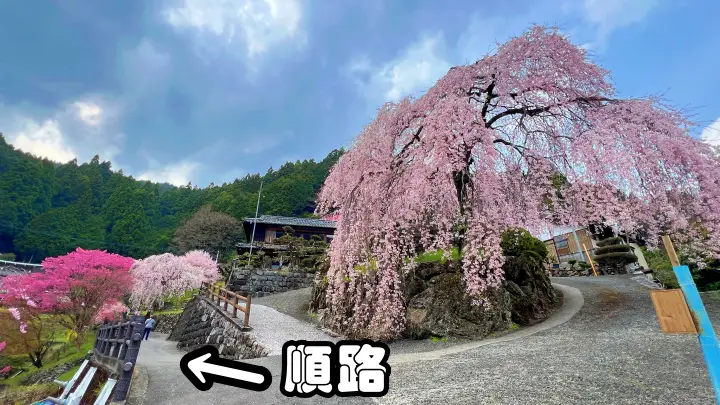 【高知・仁淀川町】中越家のしだれ桜を見頃に愛猫と満喫！駐車場・アクセスとペット連れお花見の注意点