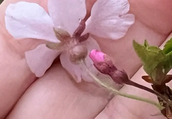 【仁淀川町】ひょうたん桜へ猫とお花見！ペット連れの注意点と見どころを紹介