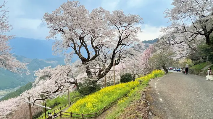 【仁淀川町】ひょうたん桜へ猫とお花見！ペット連れの注意点と見どころを紹介