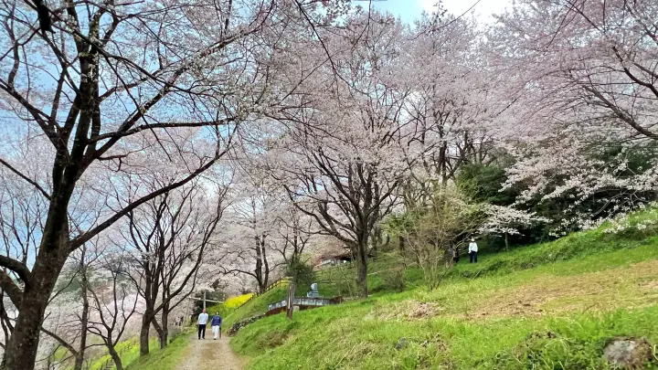 【仁淀川町】ひょうたん桜へ猫とお花見！ペット連れの注意点と見どころを紹介