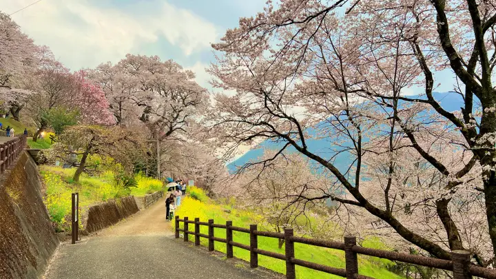 【仁淀川町】ひょうたん桜へ猫とお花見！ペット連れの注意点と見どころを紹介