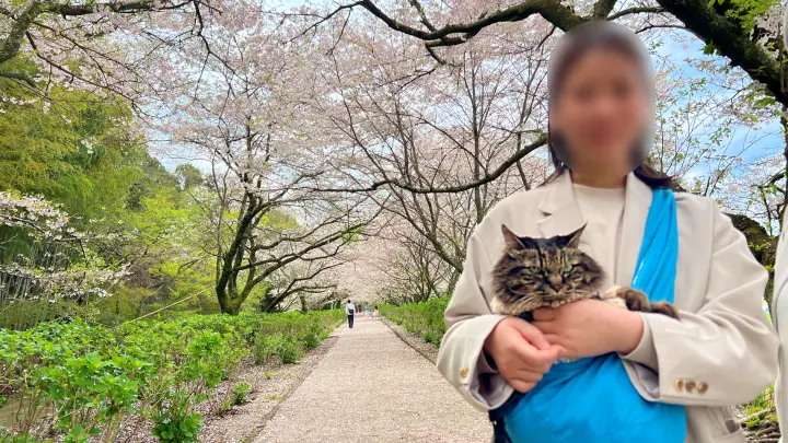 【香南市】アジサイ街道の桜並木を愛猫とお散歩!ペットとお花見を楽しむ見どころとアクセス