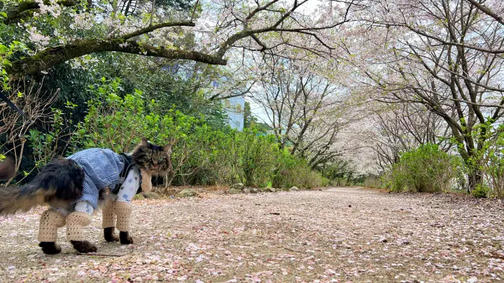 【香南市】アジサイ街道の桜並木を愛猫とお散歩!ペットとお花見を楽しむ見どころとアクセス