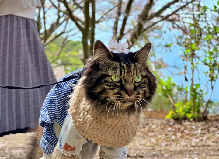 【香南市】アジサイ街道の桜並木を愛猫とお散歩!ペットとお花見を楽しむ見どころとアクセス