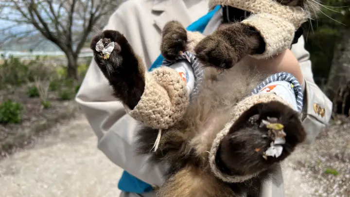 【香南市】アジサイ街道の桜並木を愛猫とお散歩!ペットとお花見を楽しむ見どころとアクセス
