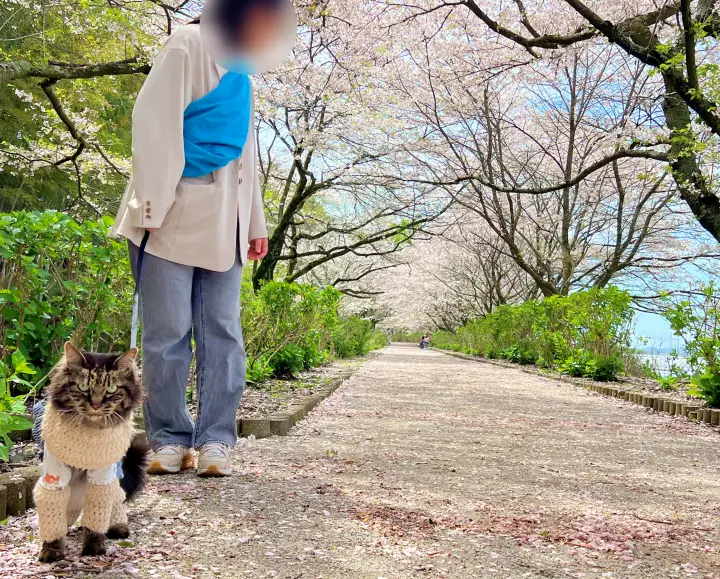 【香南市】アジサイ街道の桜並木を愛猫とお散歩!ペットとお花見を楽しむ見どころとアクセス
