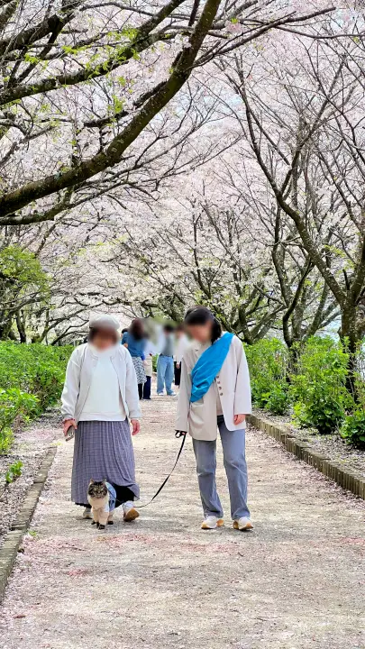 【香南市】アジサイ街道の桜並木を愛猫とお散歩!ペットとお花見を楽しむ見どころとアクセス