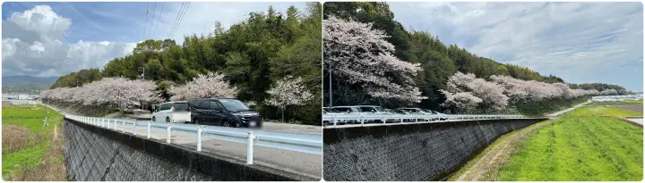 【香南市】アジサイ街道の桜並木を愛猫とお散歩!ペットとお花見を楽しむ見どころとアクセス