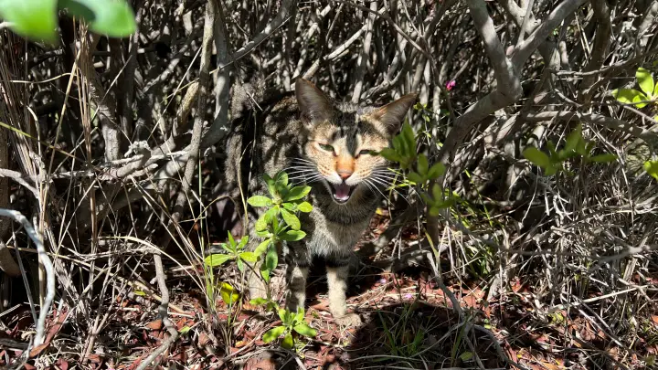 【高知】香南市「桜づつみ公園」ペットと行けるお花見ガイド！桜と猫と飛行機が見える穴場スポット