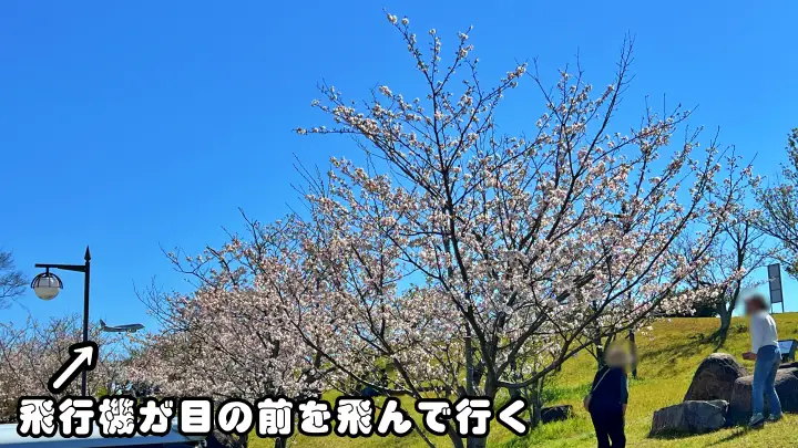 【高知】香南市「桜づつみ公園」ペットと行けるお花見ガイド！桜と猫と飛行機が見える穴場スポット