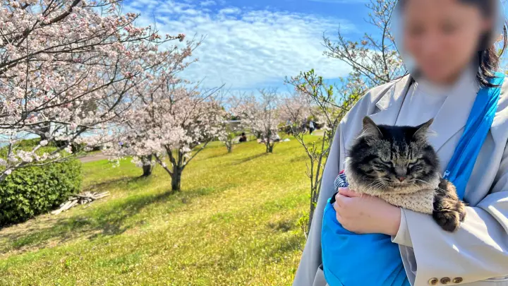 【高知】香南市「桜づつみ公園」ペットと行けるお花見ガイド！桜と猫と飛行機が見える穴場スポット
