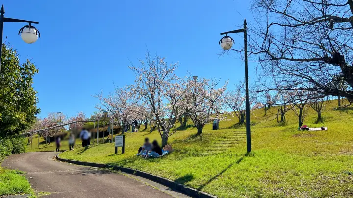 【高知】香南市「桜づつみ公園」ペットと行けるお花見ガイド！桜と猫と飛行機が見える穴場スポット