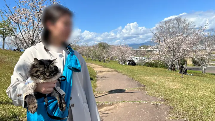 【高知】香南市「桜づつみ公園」ペットと行けるお花見ガイド！桜と猫と飛行機が見える穴場スポット