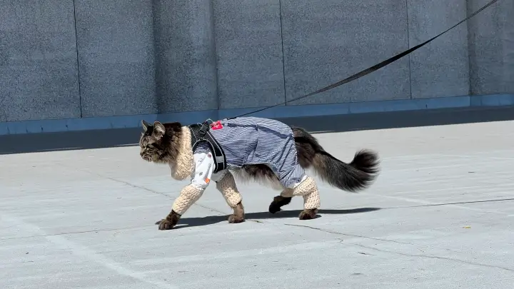 【高知】香南市「桜づつみ公園」ペットと行けるお花見ガイド！桜と猫と飛行機が見える穴場スポット