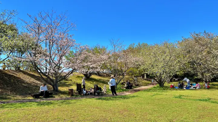 【高知】香南市「桜づつみ公園」ペットと行けるお花見ガイド！桜と猫と飛行機が見える穴場スポット