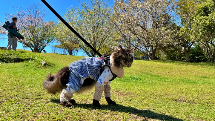 【高知】香南市「桜づつみ公園」ペットと行けるお花見ガイド！桜と猫と飛行機が見える穴場スポット