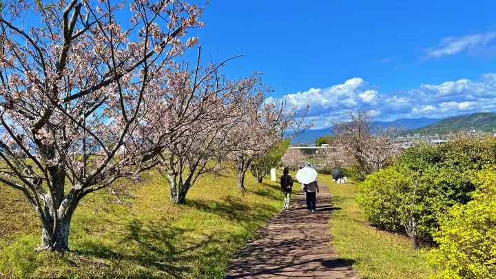 【高知】香南市「桜づつみ公園」ペットと行けるお花見ガイド！桜と猫と飛行機が見える穴場スポット