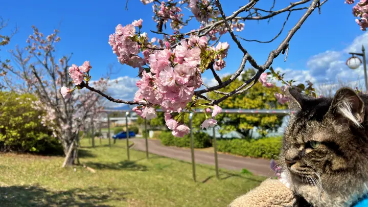 【高知】香南市「桜づつみ公園」ペットと行けるお花見ガイド！桜と猫と飛行機が見える穴場スポット