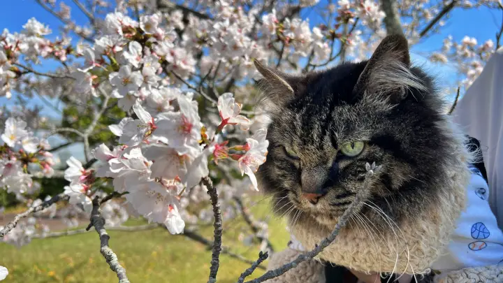 【高知】香南市「桜づつみ公園」ペットと行けるお花見ガイド！桜と猫と飛行機が見える穴場スポット
