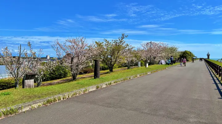 【高知】香南市「桜づつみ公園」ペットと行けるお花見ガイド！桜と猫と飛行機が見える穴場スポット