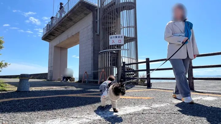 【高知】香南市「桜づつみ公園」ペットと行けるお花見ガイド！桜と猫と飛行機が見える穴場スポット