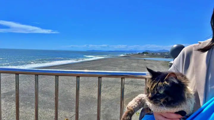 【高知】香南市「桜づつみ公園」ペットと行けるお花見ガイド！桜と猫と飛行機が見える穴場スポット