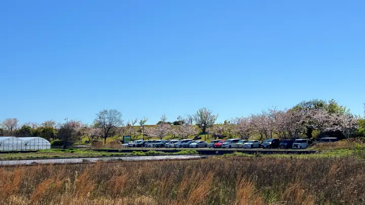 【高知】香南市「桜づつみ公園」ペットと行けるお花見ガイド！桜と猫と飛行機が見える穴場スポット