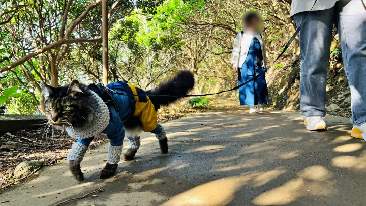 【佐田岬灯台】猫と行く四国最西端絶景スポット！駐車場・散策時間・ペット可の観光完全ガイド