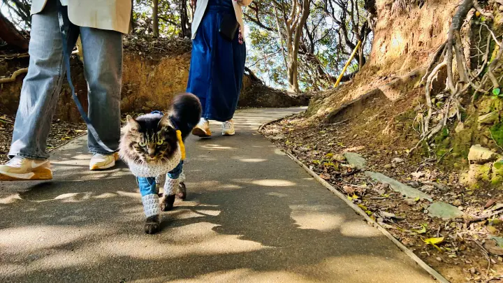 【佐田岬 椿山展望台】猫（ペット）と散策！駐車場・所要時間・絶景ポイント完全ガイド