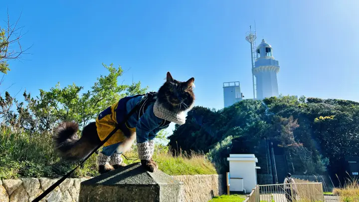 【佐田岬灯台】猫と行く四国最西端絶景スポット！駐車場・散策時間・ペット可の観光完全ガイド