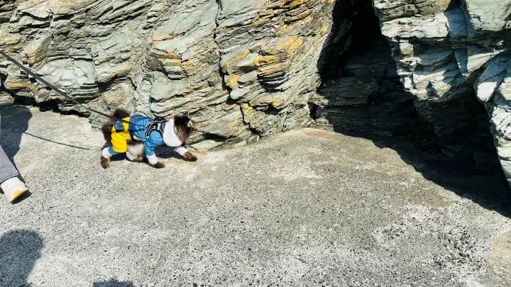 【佐田岬・御籠島】四国最西端の島を猫と散策 展望台のモニュメントや絶景・歴史ある砲台を巡る