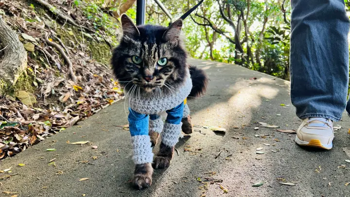 【佐田岬灯台】猫と行く四国最西端絶景スポット！駐車場・散策時間・ペット可の観光完全ガイド