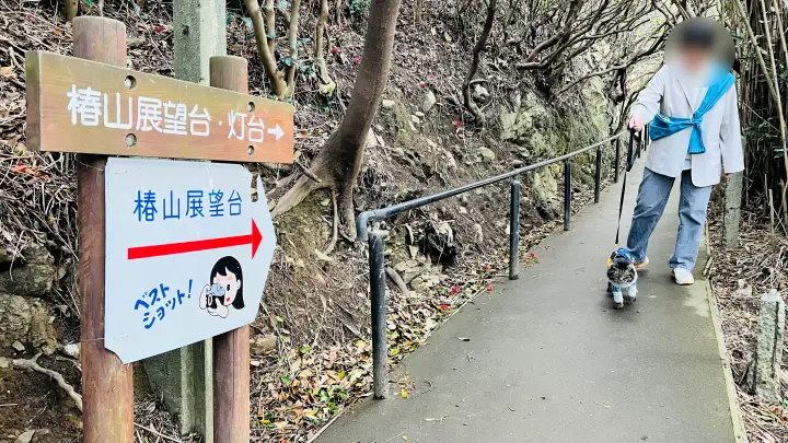 【佐田岬 椿山展望台】猫（ペット）と散策！駐車場・所要時間・絶景ポイント完全ガイド