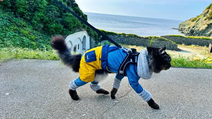 【佐田岬灯台】猫と行く四国最西端絶景スポット！駐車場・散策時間・ペット可の観光完全ガイド