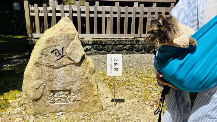 【高知・大豊町】国宝・豊楽寺薬師堂へペットと行ける？猫にも出会える静かな山里の癒し旅