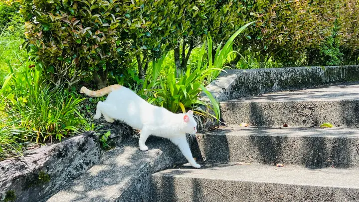 【高知・大豊町】国宝・豊楽寺薬師堂へペットと行ける？猫にも出会える静かな山里の癒し旅