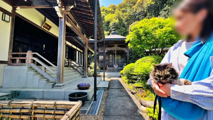 【高知・大豊町】国宝・豊楽寺薬師堂へペットと行ける？猫にも出会える静かな山里の癒し旅