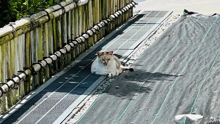 【高知・大豊町】国宝・豊楽寺薬師堂へペットと行ける？猫にも出会える静かな山里の癒し旅