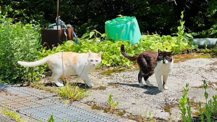 【高知・大豊町】国宝・豊楽寺薬師堂へペットと行ける？猫にも出会える静かな山里の癒し旅